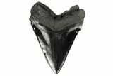Serrated, Fossil Megalodon Tooth - Jet Black Enamel #186038-2